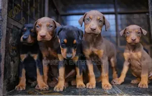 1-3 months Female Purebred Doberman Pinscher