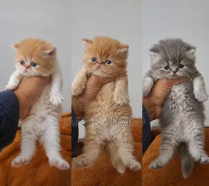 1-3 months Female Purebred Persian