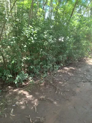 1 Acre of Land for Sale in Matunda,Kakamega,Kenya