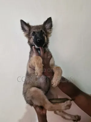 3-6 months Male Purebred German Shepherd