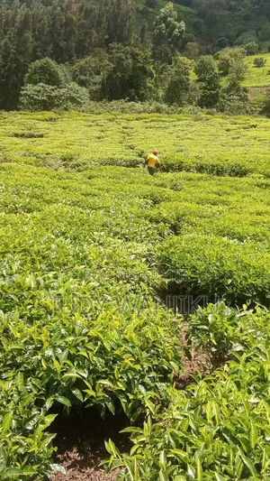 Mudoro Area 5 Acres Land a Mixed Use Land