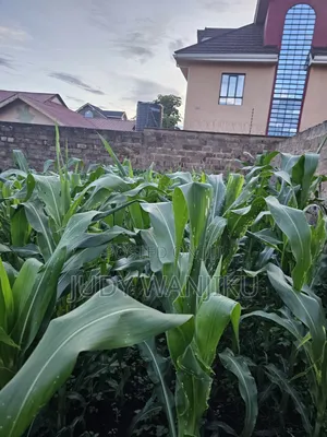 Kenyatta Road Area , Faith Estate ,40×80