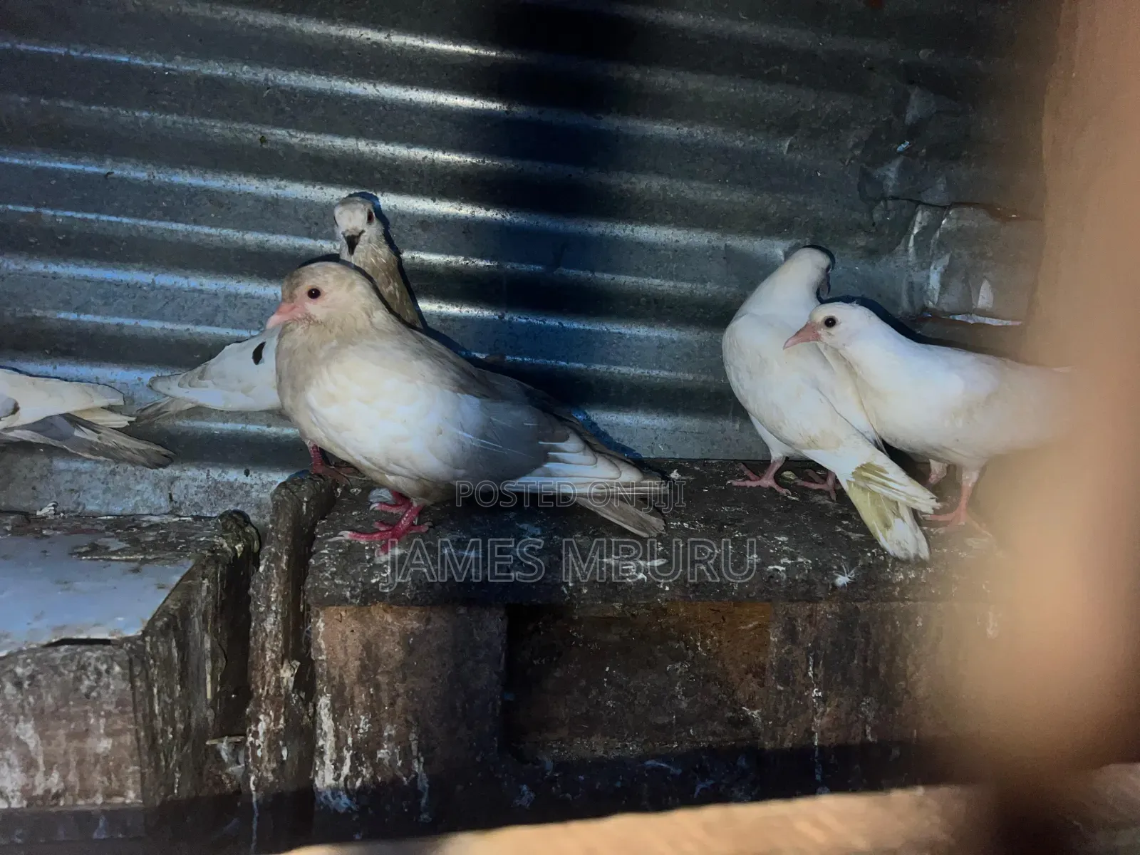 Pigeons Eldoret
