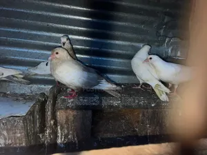 Pigeons Eldoret