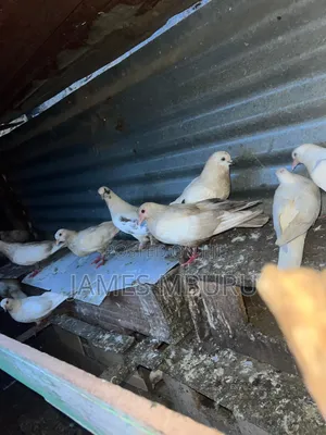 Pigeons Eldoret
