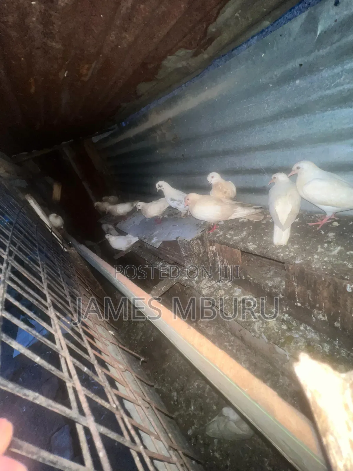 Pigeons Eldoret