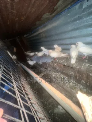 Pigeons Eldoret