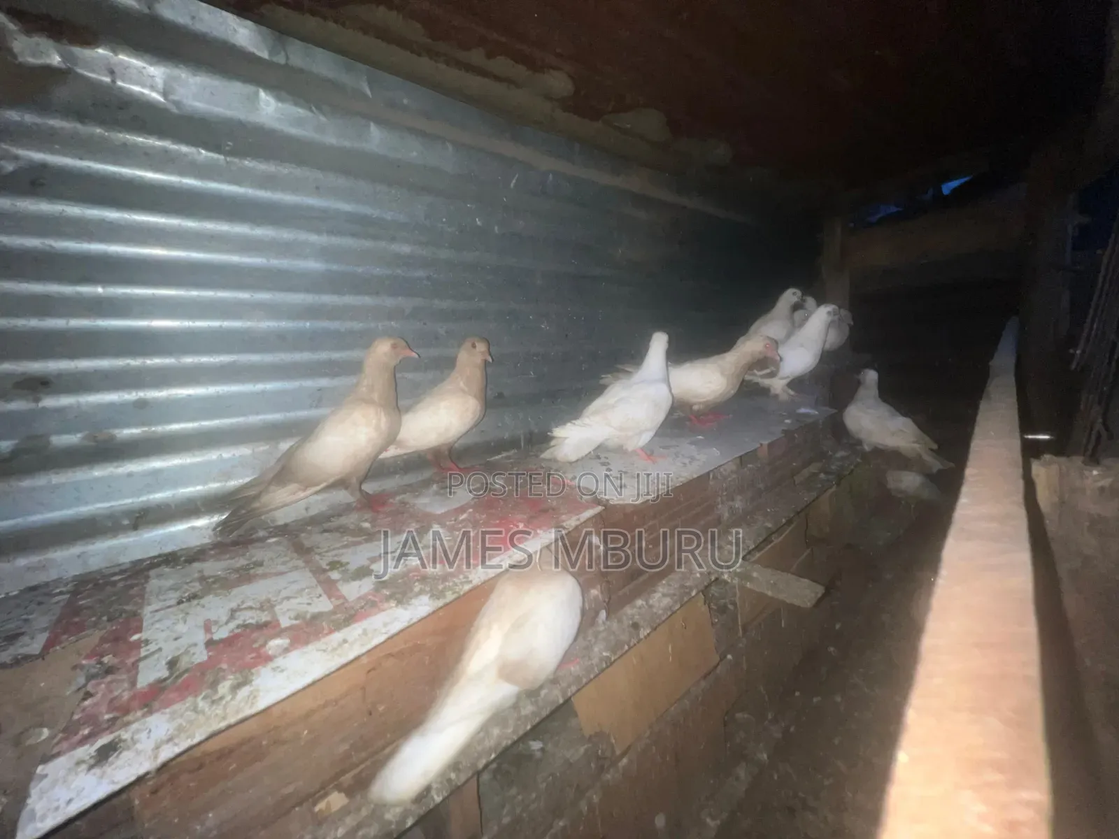 Pigeons Eldoret
