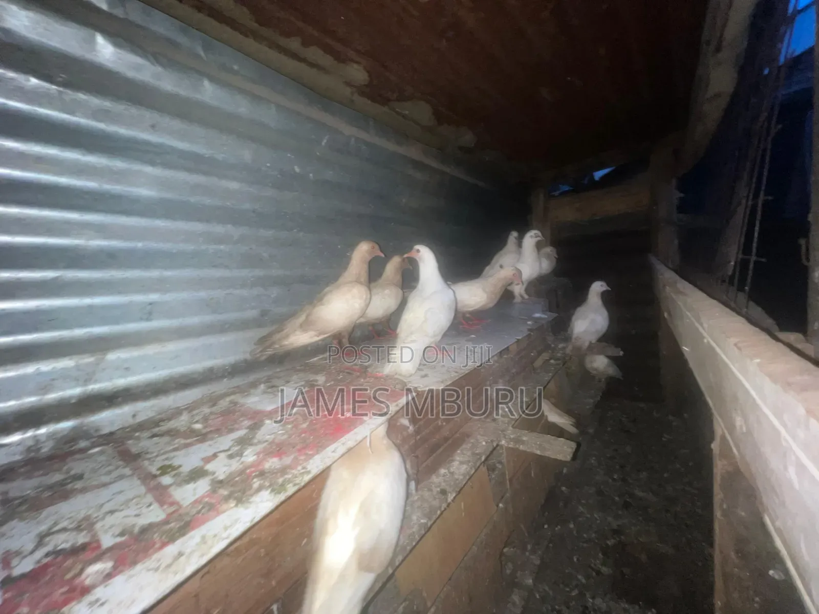Pigeons Eldoret