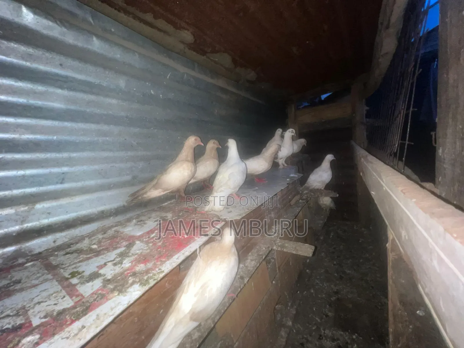 Pigeons Eldoret