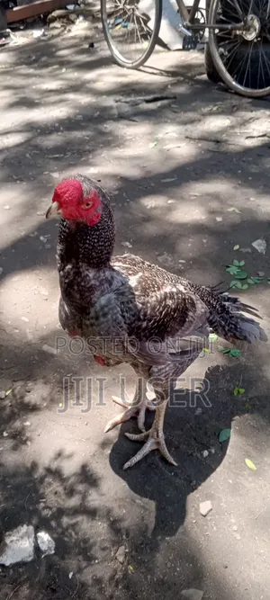 Kuchi Chicken on Offer