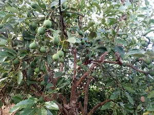 7.5 Acres on Sale at Mwea -Embu