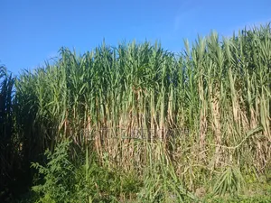 Juncao Cuttings