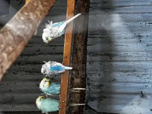 Flowers Budgies