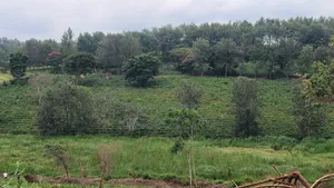 424 Acres for Sale Off Thika-Gatanga Road