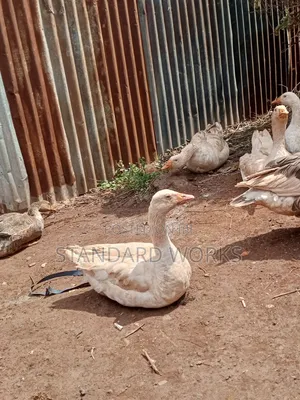 Geese Beautiful