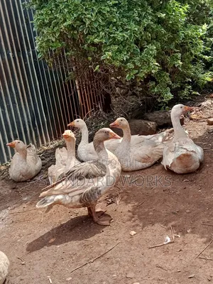 Geese Beautiful