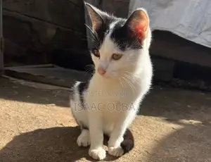 3-6 months Male Mixed Breed Persian