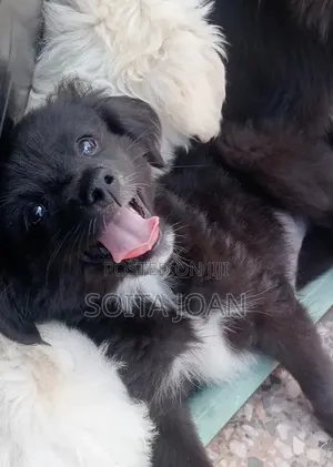 1-3 months Male Mixed Breed Japanese Spitz