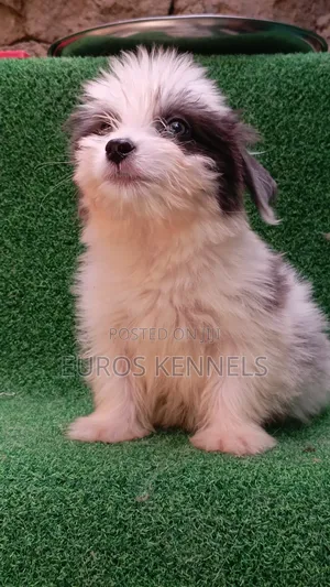 1-3 months Male Purebred Havanese