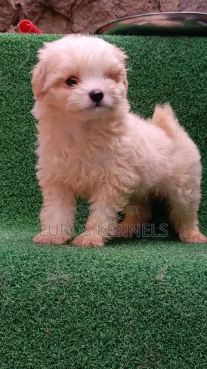 1-3 months Male Purebred Havanese