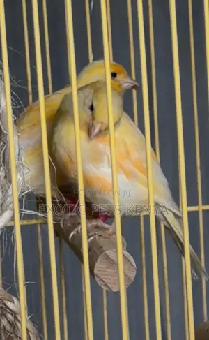 6 Month Old Canaries