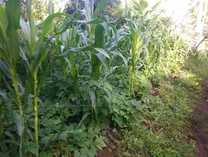 6 Acres on Sale at Makuyu -Mithiini