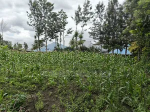 Quarter Acre Plot for Sale in Ngong Along Oloika Road