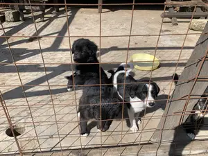 1-3 months Male Mixed Breed Border Collie
