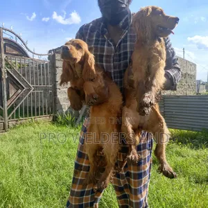 3-6 months Male Purebred Cocker Spaniel