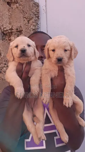 1-3 months Male Purebred Golden Retriever