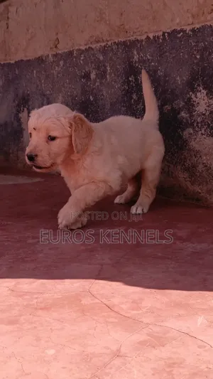 1-3 months Female Purebred Golden Retriever