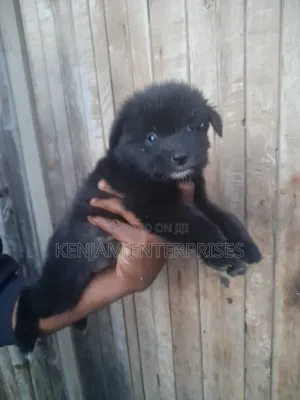 1-3 months Male Purebred Japanese Spitz