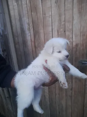 1-3 months Male Purebred Japanese Spitz