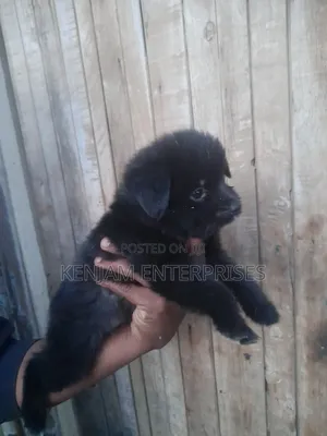 1-3 months Female Purebred Japanese Spitz