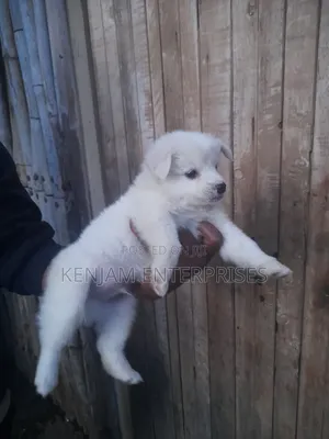 1-3 months Female Purebred Japanese Spitz
