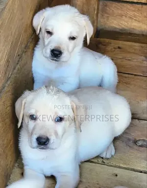 1-3 months Female Purebred Labrador Retriever