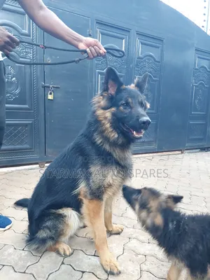 1-3 months Female Purebred German Shepherd