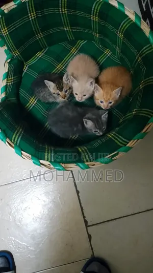 1-3 months Female Purebred Cat