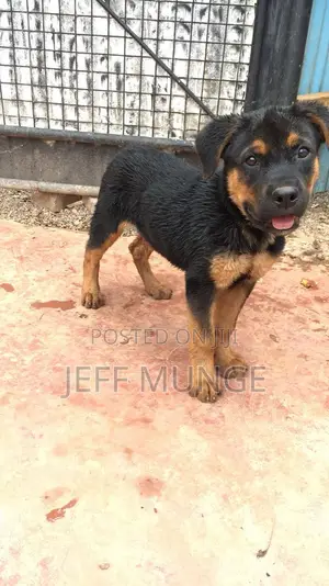 1-3 months Female Purebred Rottweiler