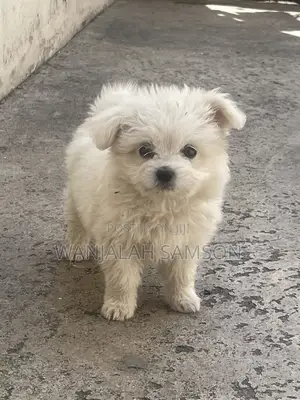 1-3 months Female Purebred Maltese