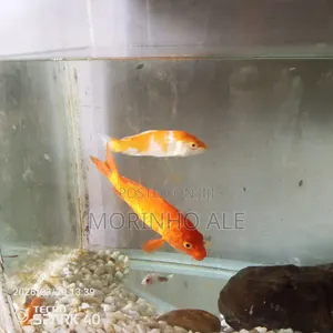 Koi Carp Fish for Tropical Fresh Water Fish Ponds, Tanks and Aquariums