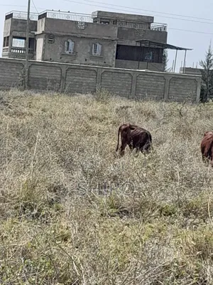 100 by 100, Quarter Acre Land in Ruai