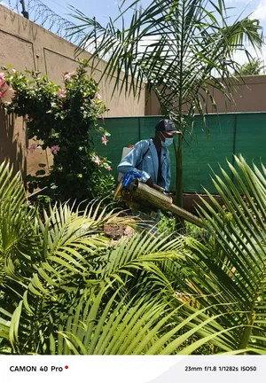 Mosquitoes Thermal Fumigation