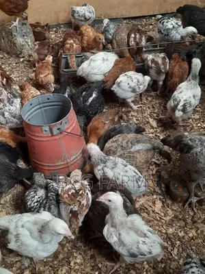 Improved Kienyeji F1chicks(Sasso,Kenbro, Rainbow Etc