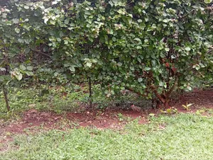 Kanunga Kiambu