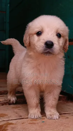 1-3 months Male Purebred Golden Retriever