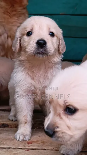 1-3 months Female Purebred Golden Retriever