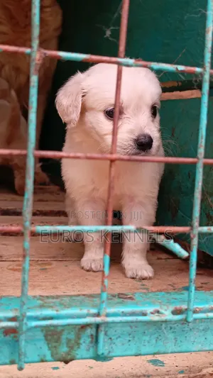 1-3 months Male Purebred Golden Retriever