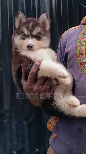 1-3 months Female Purebred Siberian Husky